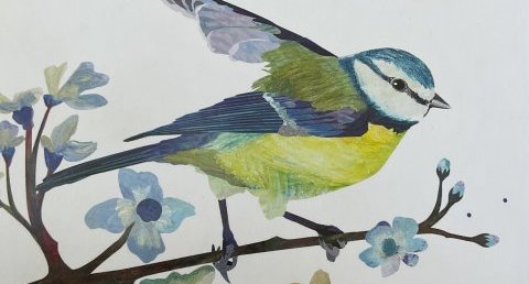 Mésange masquee