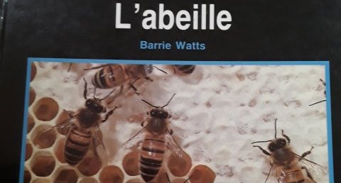Abeille