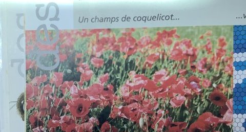 Coquelicot
