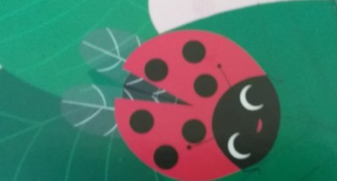 Coccinelle