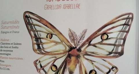 Isabelle