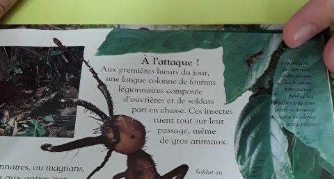 Fourmi légionnaire