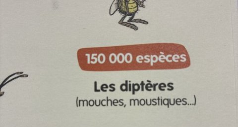 Les diptères