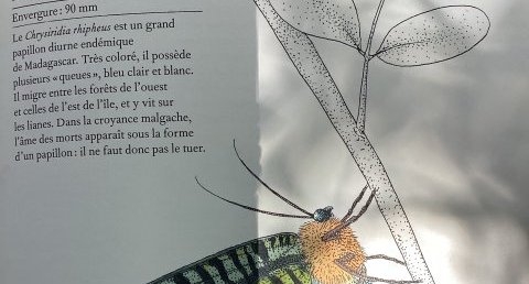 Le chrysiridia rhipheus