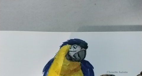Ara bleu