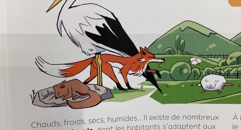 Cigogne blanche