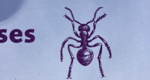 Les fourmis rousses
