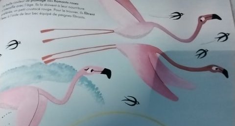 Flamants roses