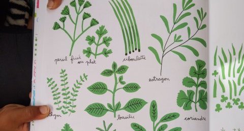 Herbes aromatiques