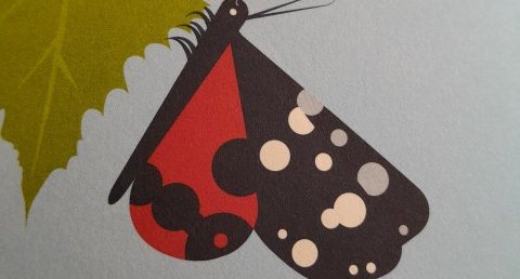 Papillon