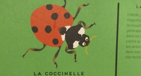 coccinelle