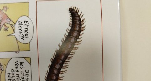 Le myriapode