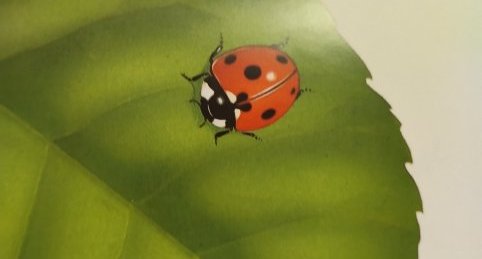 La coccinelle