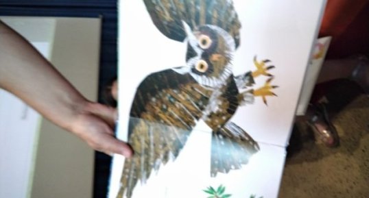 Hibou