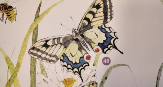 Papillon machaon