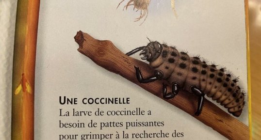 Larve de coccinelle