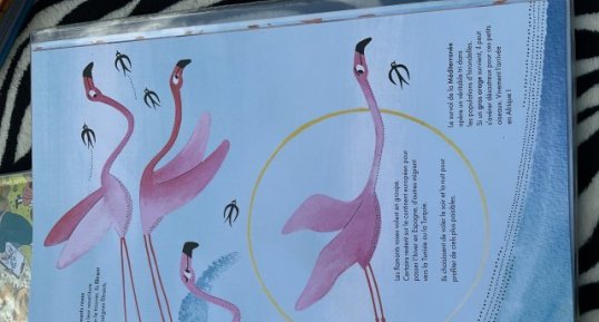 Flamant rose