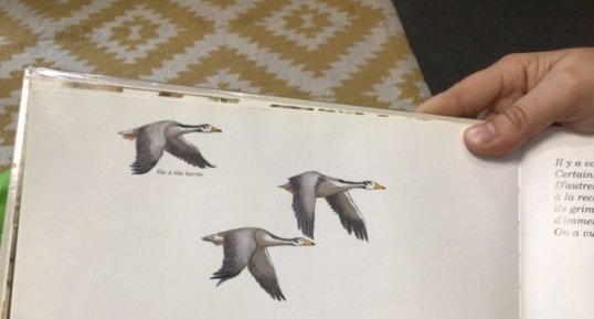 Oie à la tête barrée