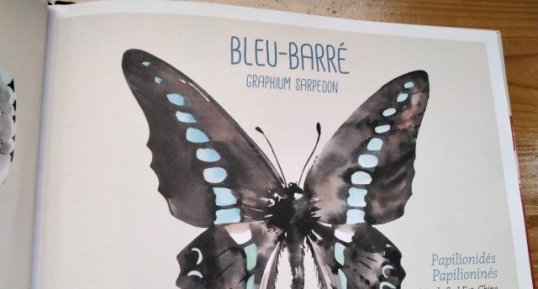 Bleu-barré