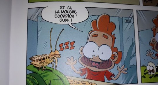 Mouche scorpion