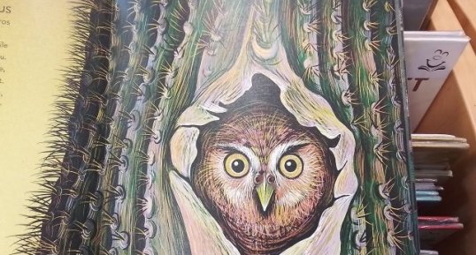 Chevechette des sagaros