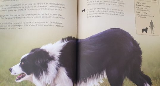 Chien (Border Collie)