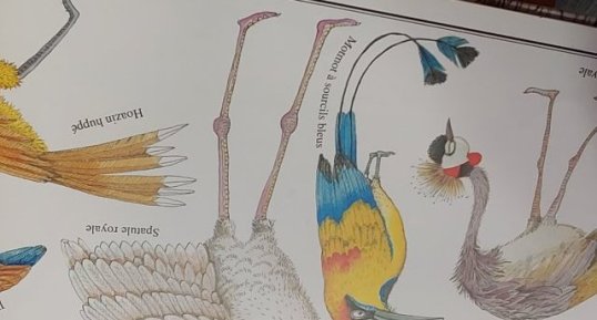 Motmot à sourcils bleus