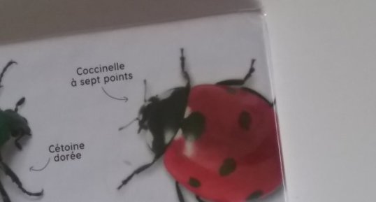 Coccinelle