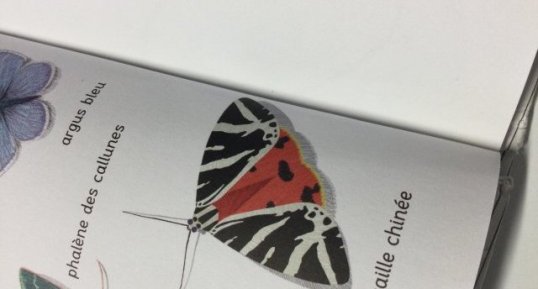 Écaille chinée