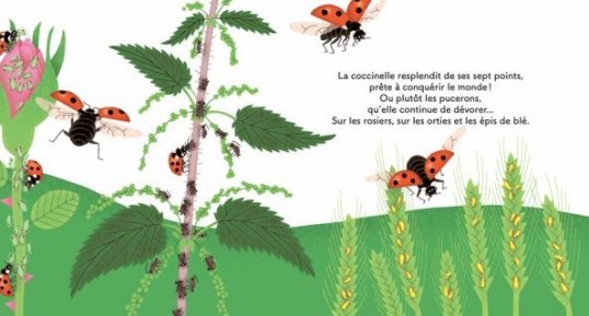 Coccinelle