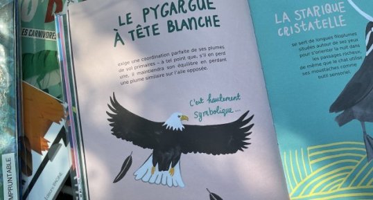 Pygargue à tête blanche