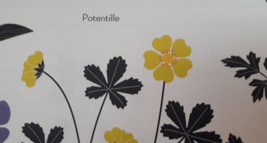 Potentille