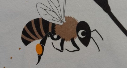 abeille