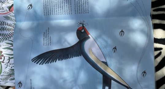 Hirondelle rustique