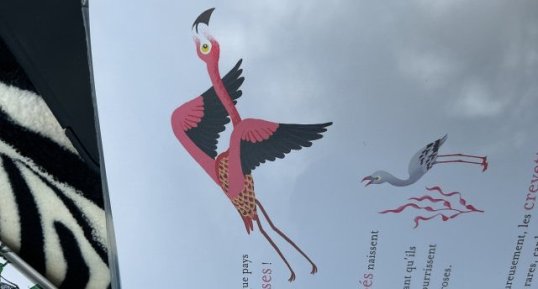 Flamant rose