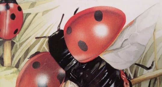 Coccinelle