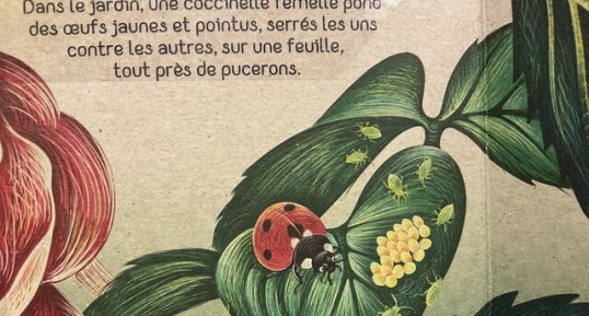 Coccinelle