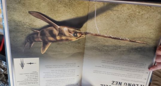 Le requin -scie à long nez