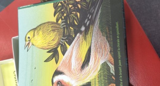 chardonneret élégant