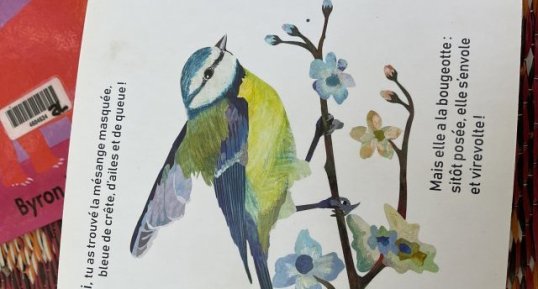 Mésange masquee