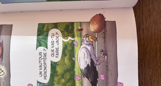 vautour percnoptére