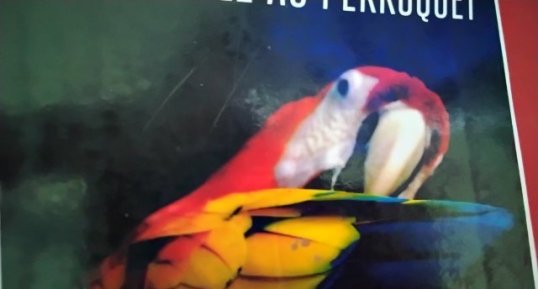 Perroquet