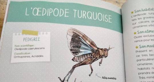 Œdipode turquoise