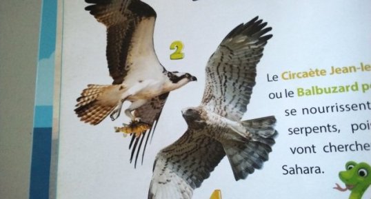 Circaète Jean-le-blanc