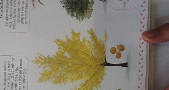 Ginkgo biloba