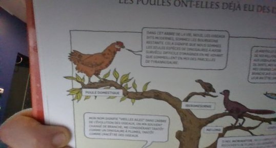 Poule domestique