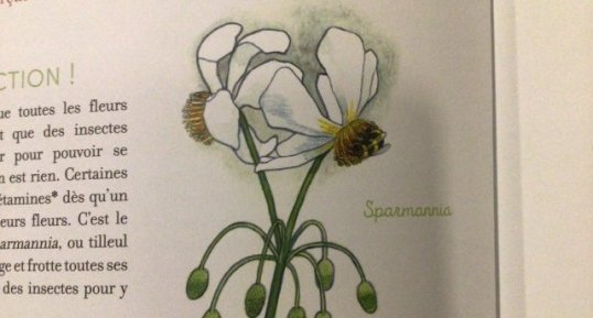 Sparmannia
