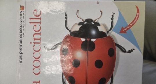 Coccinelle