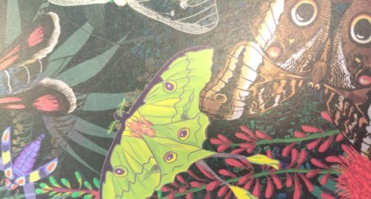 Papillon comète de Madagascar