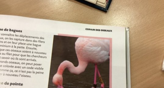 Flamant rose